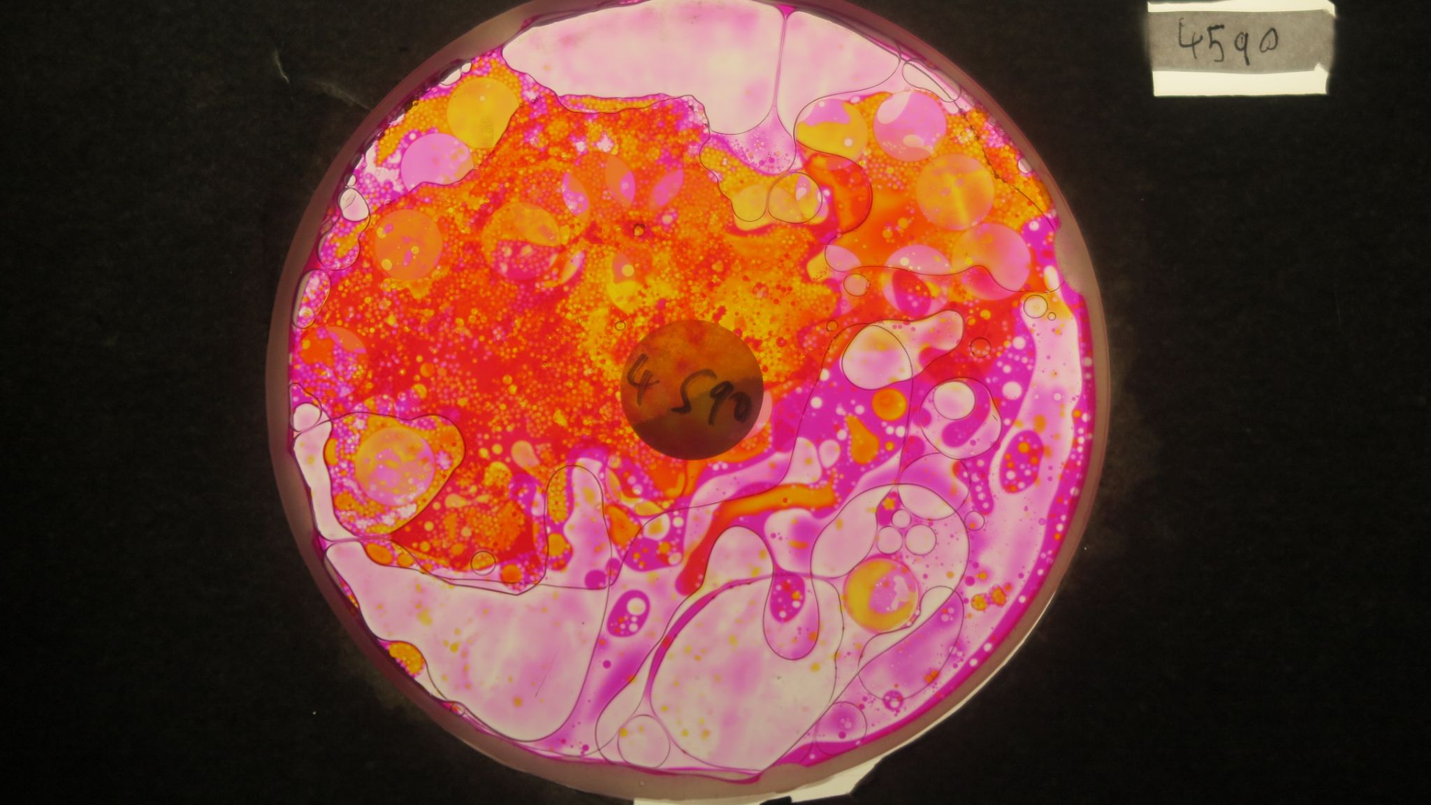 BV4590 bubble vision oil wheel